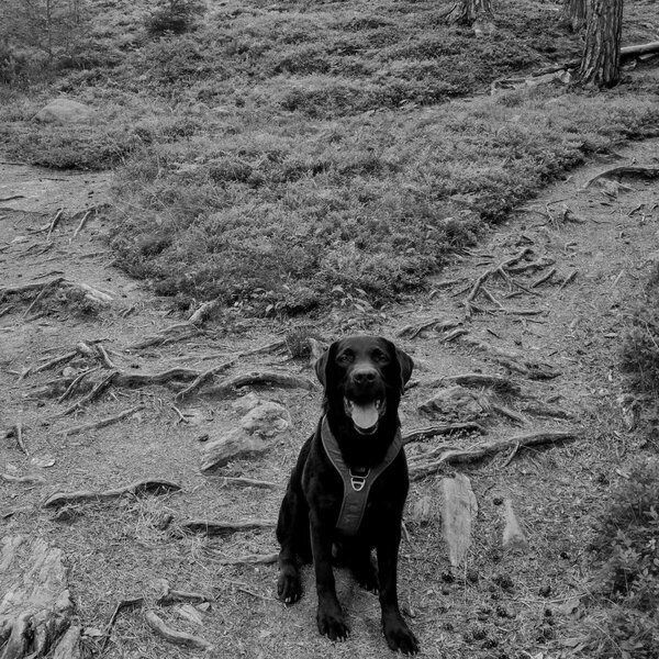 Logan Trail600