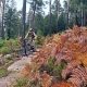 Baiersbronn 20241013 121528 bearbeitet
