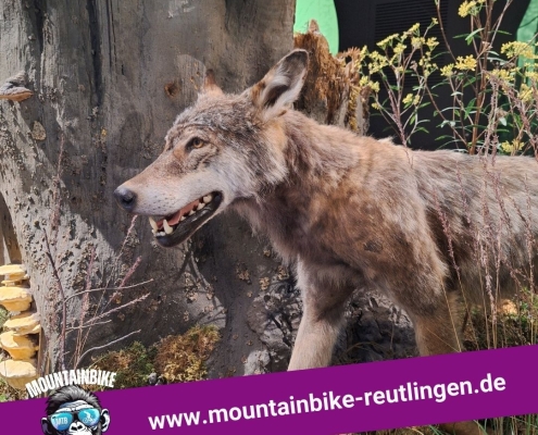 Nationalpark Schwarzwald2