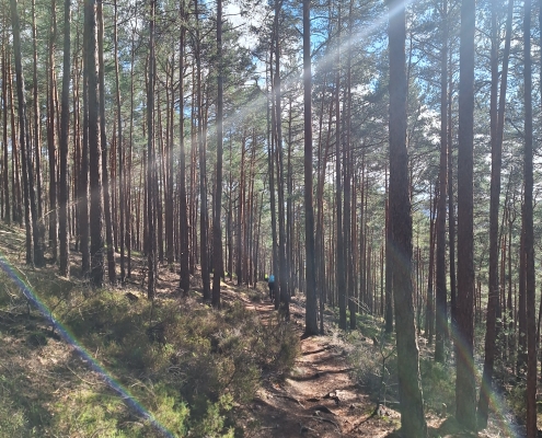 Trail Camp Pfälzerwald 2024