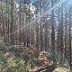 Trail Camp Pfälzerwald 2024