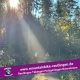 Forst und Mountainbike